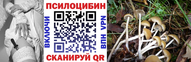 Купить  Руза  Галлюциногенные грибы Psilocybe 